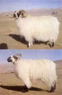草地型西藏羊