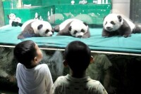廣州三胞胎大熊貓迎來百日