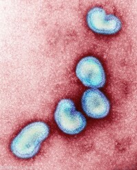 甲型H1N1流感