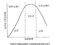 前帶、后帶效應