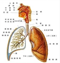 呼吸系統疾病