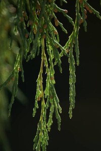 植物龍香