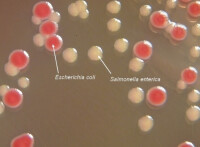 大腸埃希氏菌在培養基上顯示紅色