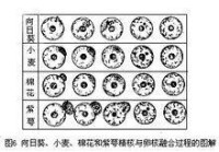 向日葵等精核與卵核融合過程圖解