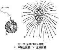 金枝藻目