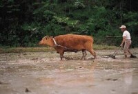 踏庄鄉水田