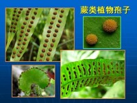 植物生活史