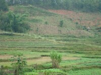 雲南景谷傣族彝族自治縣民樂鎮大河邊村耕地