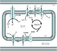 在線粒體里發生的化學滲透