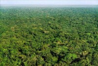 剛果盆地生態環境需要人類保護