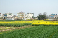 蔣村鎮