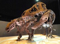 休斯頓自然科學博物館的恐龍展