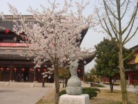 櫻花樹與地藏菩薩