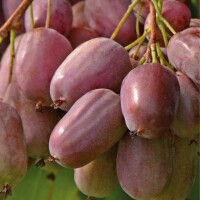 紫果獼猴桃