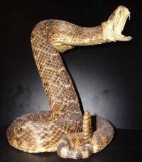 蝰蛇科圖集