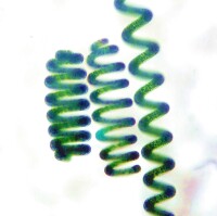 顯微鏡下的螺旋藻