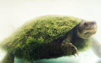綠毛龜