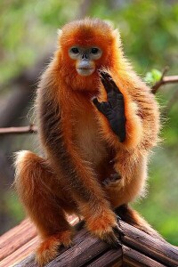 打招呼的越南金絲猴