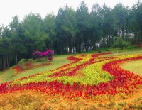 林下花園