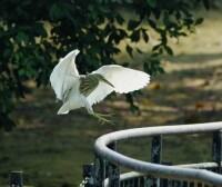 銀瓶山珍稀鳥類