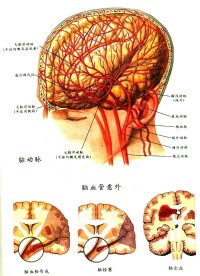 小腦