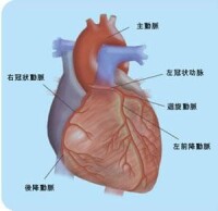 束支折返性室性心動過速