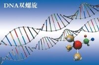 DNA雙螺旋結構