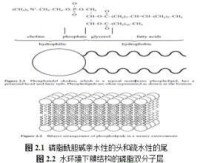 電化學梯度