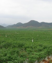 珠琳鎮農業