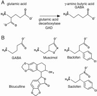 γ-氨基丁酸分子式