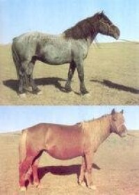 烏珠穆沁馬