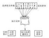 混合選擇