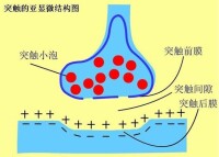 突觸小體