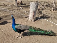 烏魯木齊動物園