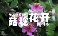 菇稔花開