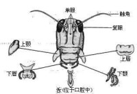 咀嚼式口器