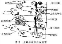 營養細胞(二)