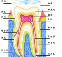 牙齒構造