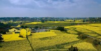 油菜花基地