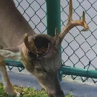 螺旋蠅侵害動物