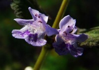 活血丹的花朵