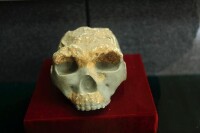 頭骨化石