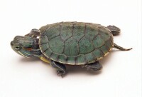 京山烏龜