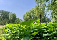 朝來森林公園