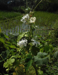 植株