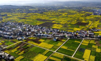 北京市丰台區王佐鎮怪村油菜花田.