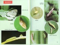 《蔬菜害蟲生物防治》