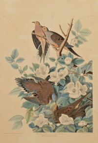 奧杜邦畫中的哀鴿