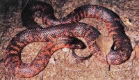 澳洲金剛蛇