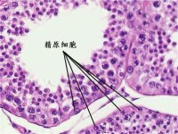 精原細胞